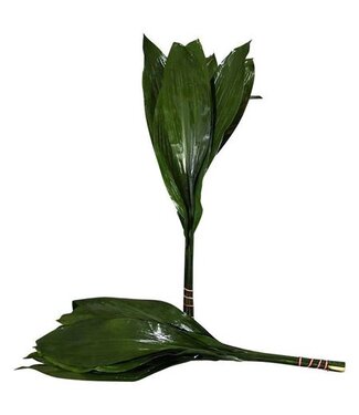 AD Aspidistra ( x 1 )