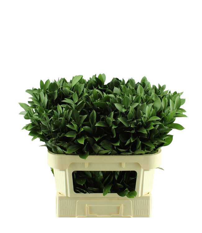 Ruscus Hypophyllum ( x 1 )