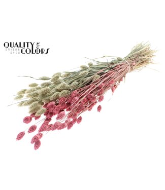 QC Phalaris per bunch Two Tone Frosted Pink ( x 6 )