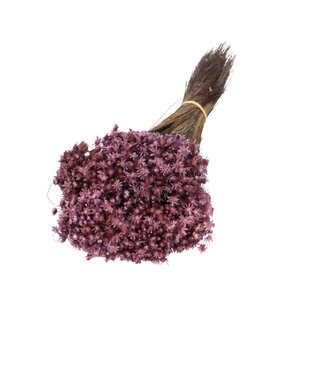4A Droogbloem Glixia 40cm 50g ( x 1 )