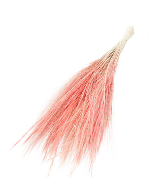 4A Droogbloem Goat grass 65-70cm ( x 1 )