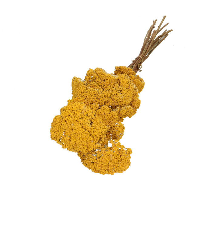 Droogbloem Achillea 65cm x12 ( x 1 )