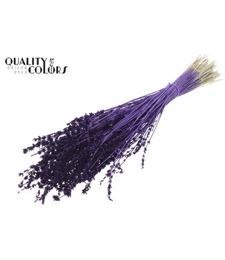QC Lavendel per bunch Purple ( x 10 )