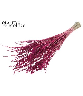 QC Lavendel per bunch Cerise ( x 10 )