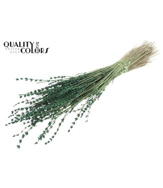 QC Lavendel per bunch Green ( x 10 )