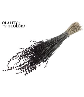 QC Lavendel per bunch Black ( x 10 )