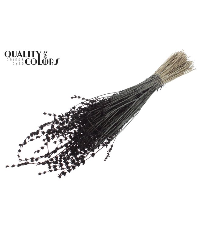 Lavendel per bunch Black ( x 10 )