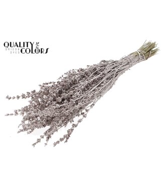 QC Lavendel per bunch Champagne ( x 10 )