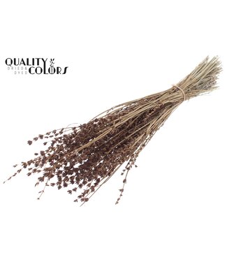 QC Lavendel per bunch Brown ( x 10 )