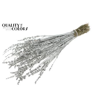 QC Lavendel per bunch Platina ( x 10 )