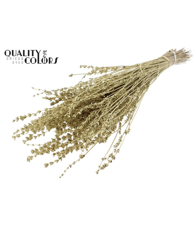 Lavendel per bunch Gold ( x 10 )