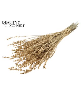 QC Lavendel per bunch Antique Gold ( x 10 )