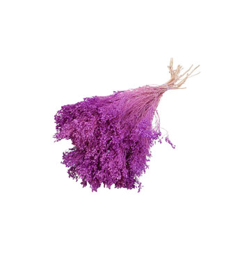 4A Droogbloem Broom Bloom 50-55cm ( x 1 )