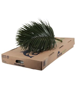 AD Teepee Orca ( x 30 )