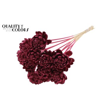 QC Shola New Beauty Rose Ø8cm on stem Burgundy ( x 40 )
