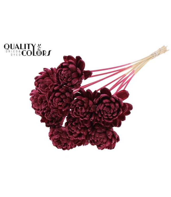 Shola New Beauty Rose Ø8cm on stem Burgundy ( x 40 )