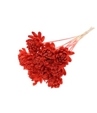 QC Shola New Beauty Rose Ø8cm on stem Coral ( x 40 )