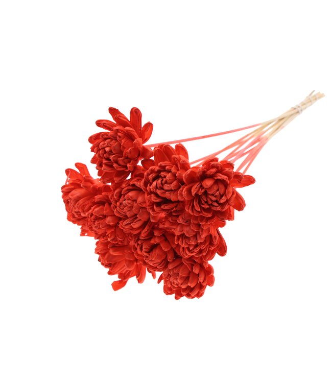 Shola New Beauty Rose Ø8cm on stem Coral ( x 40 )