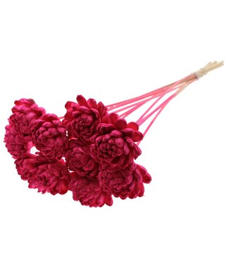 QC Shola New Beauty Rose Ø8cm on stem Cerise ( x 40 )