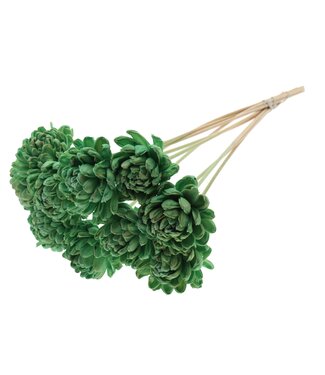 QC Shola New Beauty Rose Ø8cm on stem Mint ( x 40 )