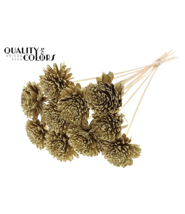 Shola Zinia Ø8cm on stem Gold ( x 40 )