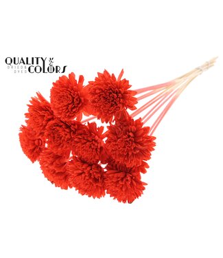 QC Shola Zinia Ø8cm on stem Coral ( x 40 )