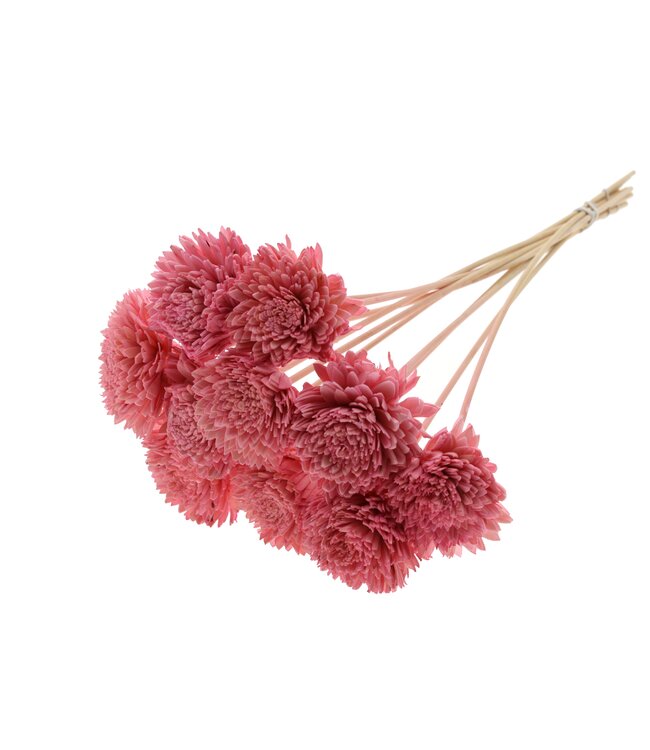 Shola Zinia Ø8cm on stem Light Pink ( x 40 )