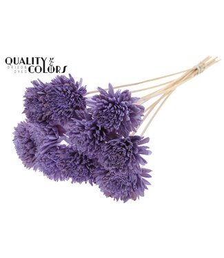 QC Shola Zinia Ø8cm on stem Milka ( x 40 )