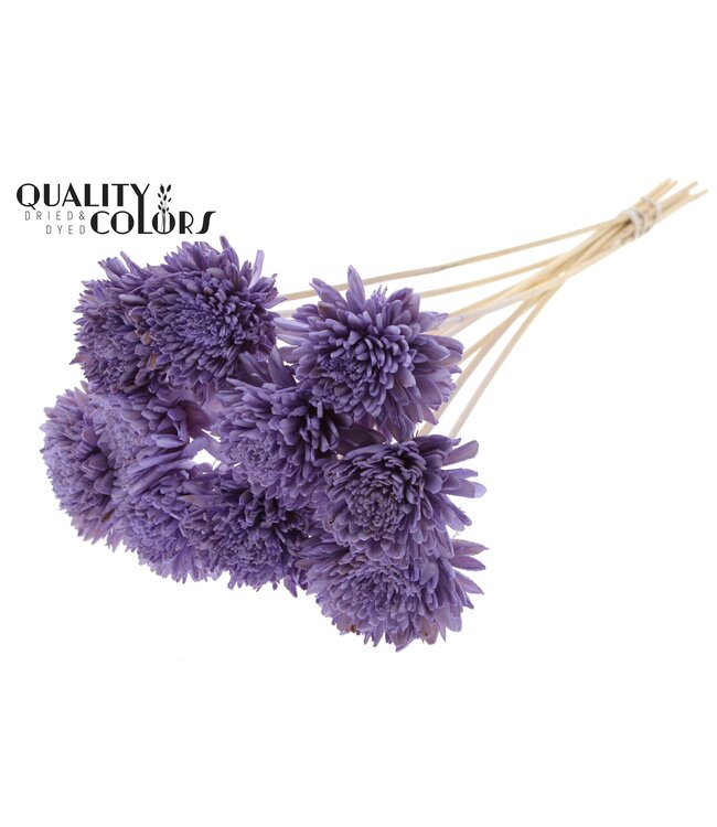 Shola Zinia Ø8cm on stem Milka ( x 40 )
