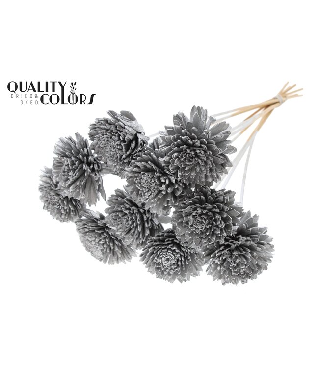 Shola Zinia Ø8cm on stem Silver ( x 40 )