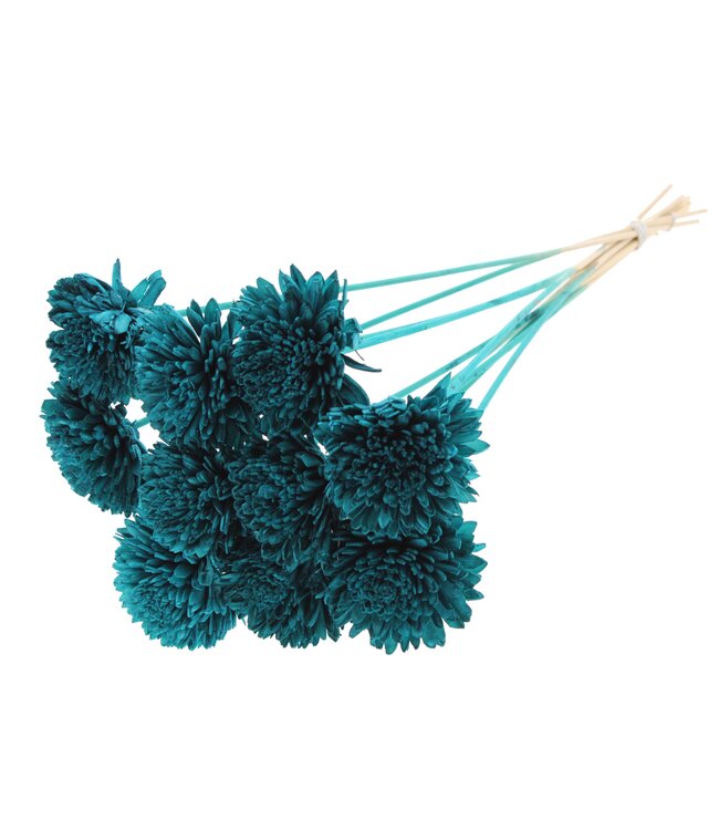 Shola Zinia Ø8cm on stem Turquoise ( x 40 )