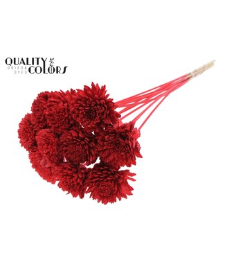 QC Shola Zinia Ø8cm on stem Red ( x 40 )