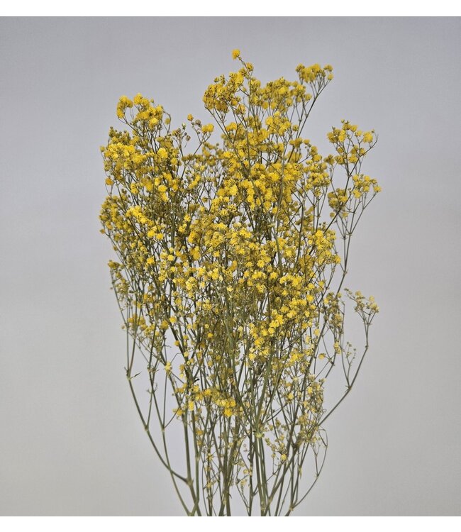 Geel gedroogd Gipskruid | Gele Gypsophila droogbloemen |  Lengte ± 60 cm | Per bos te bestellen