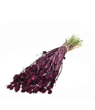 LDD Phalaris prune ( x 20 )