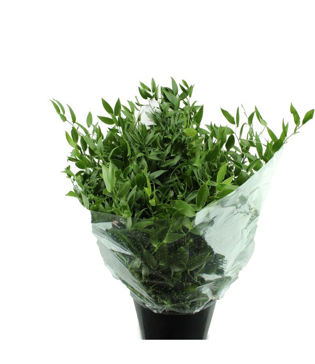 Ruscus Middel ( x 10 )