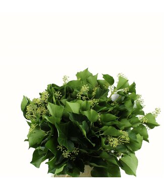 AD Hedera Nl ( x 1 )