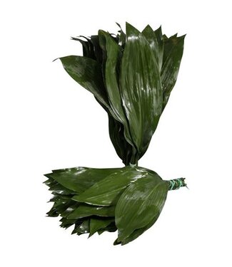 AD Aspidistra Orca ( x 1 )