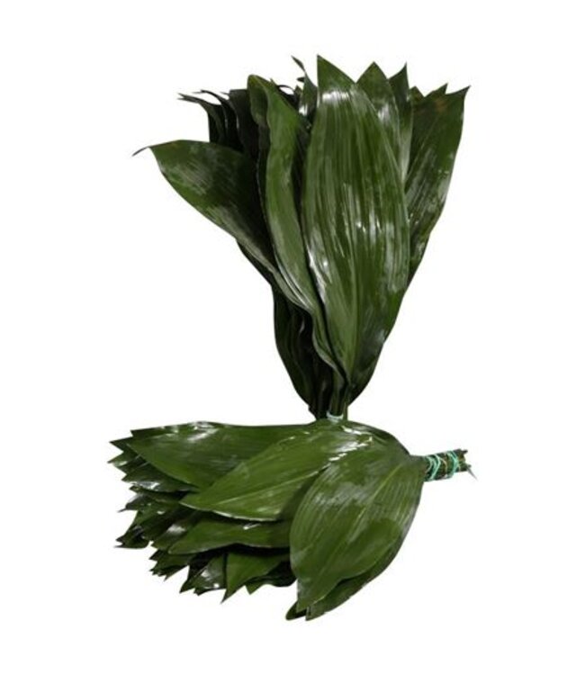 Aspidistra Orca ( x 1 )