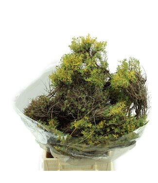 AD Euphorbia Spinosa ( x 5 )