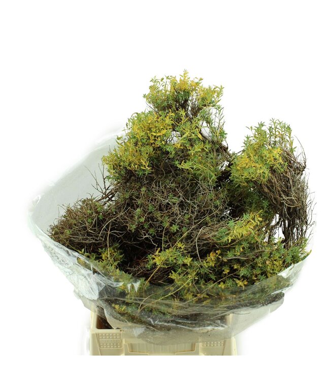 Euphorbia Spinosa ( x 5 )