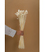 Weiß gebleichte Phalaris-Trockenblumen | Länge 65 Zentimeter | Bestellung pro Strauß