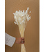 Wit gebleekte Lagurus droogbloemen | Lengte 65 centimeter | Per bos te bestellen