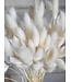 White bleached Lagurus dried flowers | Length 65 centimetres | Order per bunch