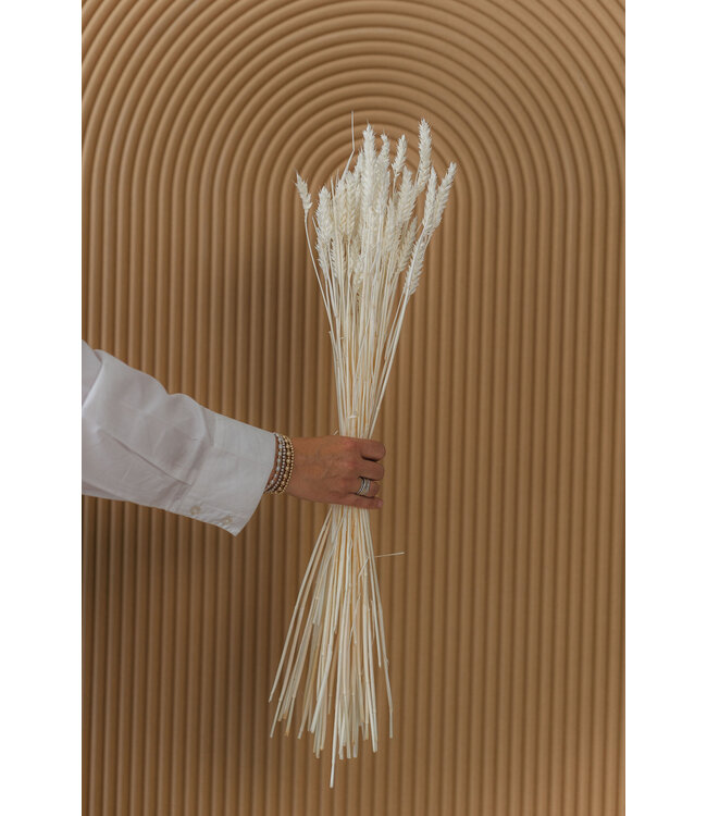 Blé sec blanchi | Fleurs séchées de Triticum blanchi | Longueur ± 70 centimètres | Commande par grappe
