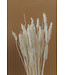 White bleached dried wheat | Bleached Triticum dried flowers | Length ± 70 centimetres | Order per bunch