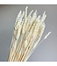 Blé sec blanchi | Fleurs séchées de Triticum blanchi | Longueur ± 70 centimètres | Commande par grappe