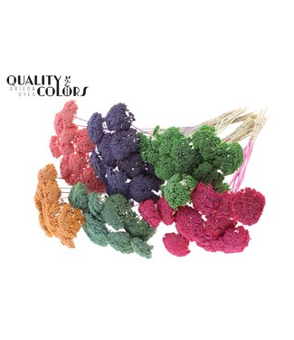 QC Achillea per stem Mixed colours Frosted ( x 100 )