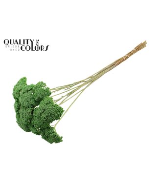 QC Achillea per stem Frosted Mint Green ( x 200 )