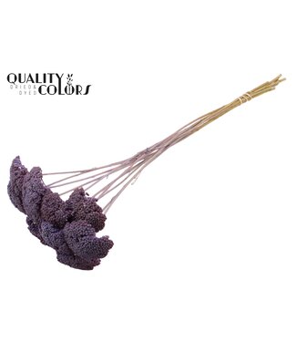 QC Achillea per stem Frosted Milka ( x 200 )