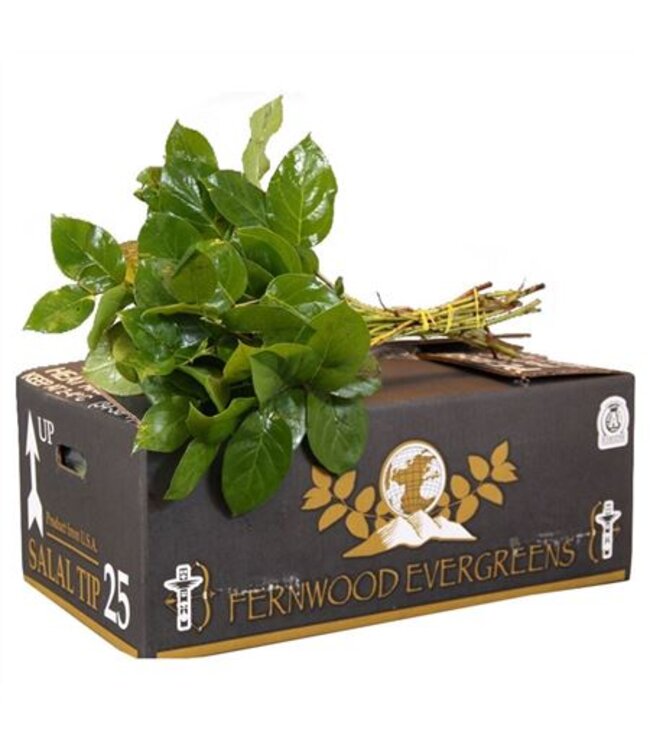 Salal Tip ( x 25 )